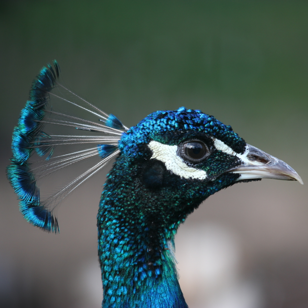 India Blue Peafowl Juvenile Pair (1)